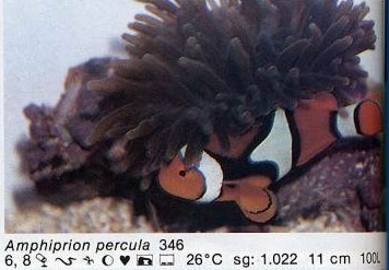 Amphiprion percula